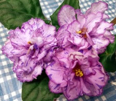 Enlarge photo 6