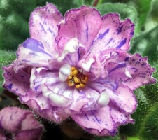Enlarge photo 7
