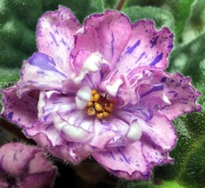 Enlarge photo 8