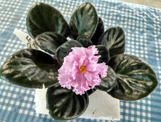 Enlarge photo 15