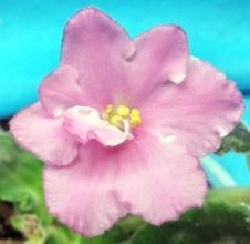 Enlarge photo 21