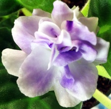 Enlarge photo 22