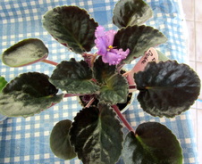 Enlarge photo 19