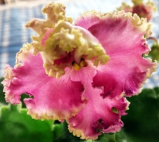 Enlarge photo 52