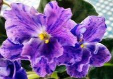 Enlarge photo 3