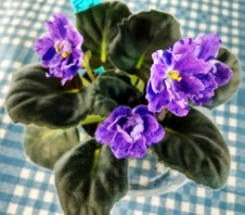 Enlarge photo 5