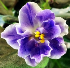 Enlarge photo 48