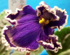Enlarge photo 6