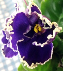 Enlarge photo 7