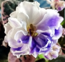 Enlarge photo 17