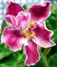 Enlarge photo 23