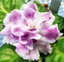 Enlarge photo 24