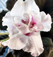 Enlarge photo 61