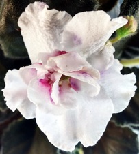 Enlarge photo 62