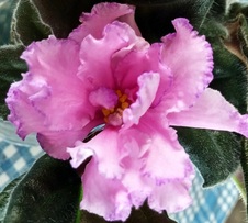 Enlarge photo 28