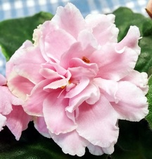 Enlarge photo 31