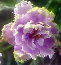 Enlarge photo 36
