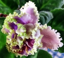 Enlarge photo 32