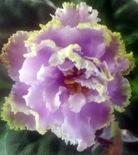Enlarge photo 33