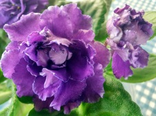 Enlarge photo 42