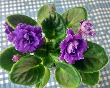 Enlarge photo 38