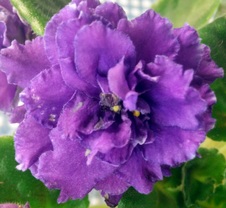 Enlarge photo 39