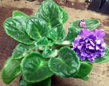 Violets OPQR