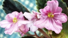 Enlarge photo 57