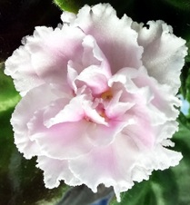 Enlarge photo 15