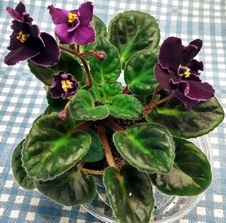Violets STUVWXYZ