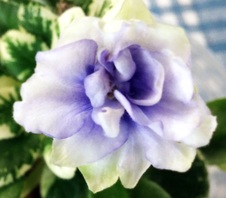 Enlarge photo 14