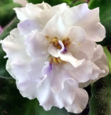 Enlarge photo 4