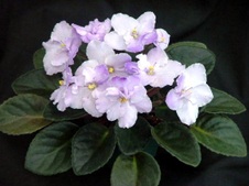 Enlarge photo 20
