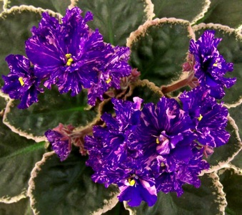 Enlarge photo 5