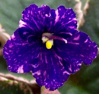 Enlarge photo 9