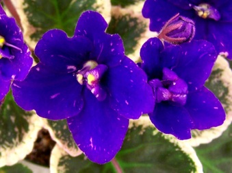 Enlarge photo 15