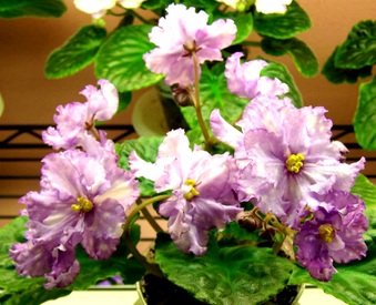 Enlarge photo 20