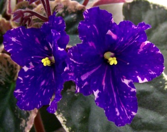 Enlarge photo 26