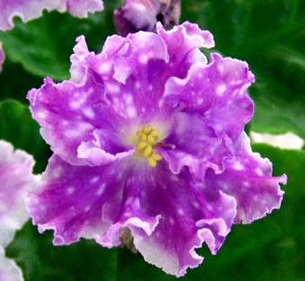 Enlarge photo 36