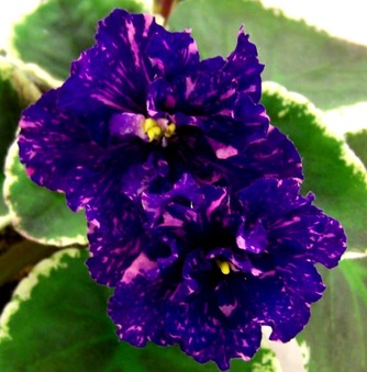 Enlarge photo 45