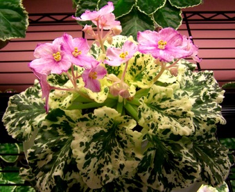 Enlarge photo 47