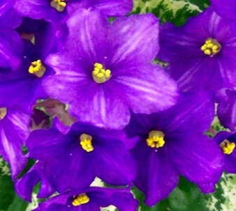 Enlarge photo 71