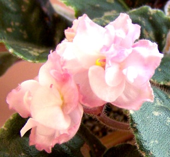 Enlarge photo 74