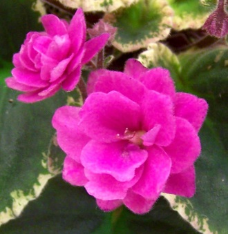 Enlarge photo 77