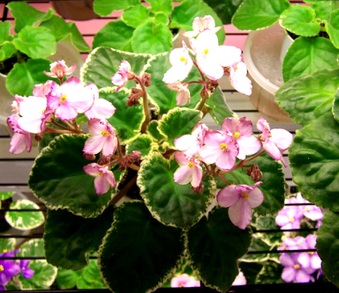 Enlarge photo 84