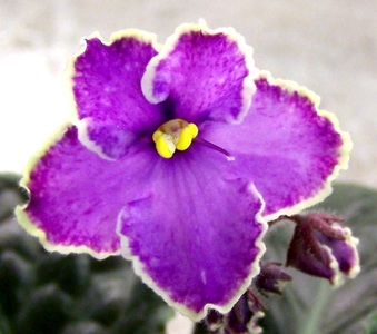 Enlarge photo 95