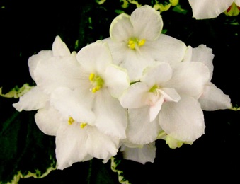 Enlarge photo 102