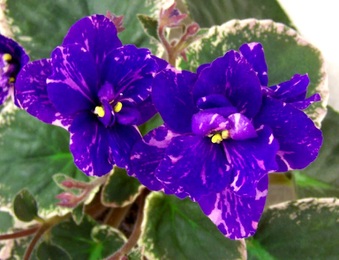 Enlarge photo 104