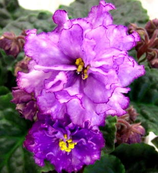 Enlarge photo 105