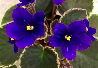 Enlarge photo 109